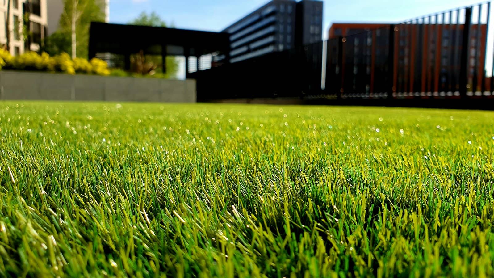 Lush Bay Area garden with green lawn and landscaping